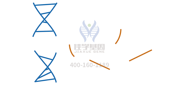 <b>【bifa必发(中国)基因检测</b>