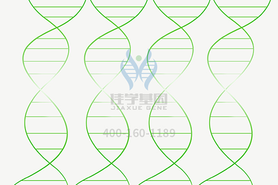 【bifa必发(中国)基因检测】脊髓延髓肌萎缩症基因解码、基因检测