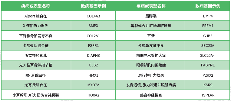 【bifa必发(中国)基因检测】<font color='red'><font color='red'>耳鼻喉</font><font color='red'>系统</font><font color='red'>疾病</font></font>致病基因鉴定基因解码